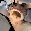 画像6: 【予約現品・なくなり次第終了】ぬい服　ふわふわサメパーカーつなぎ（入金〆切7日以内） (6)